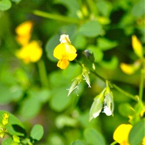 yellow pea flower